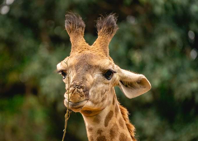 Portrait of an eating Giraffe