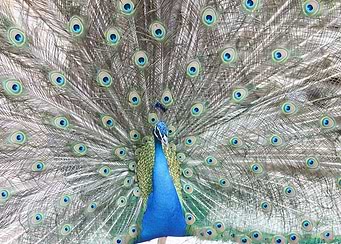 Peacock displaying its feathers
