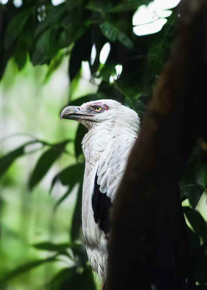 White Eagle Portrait in Green Foliage