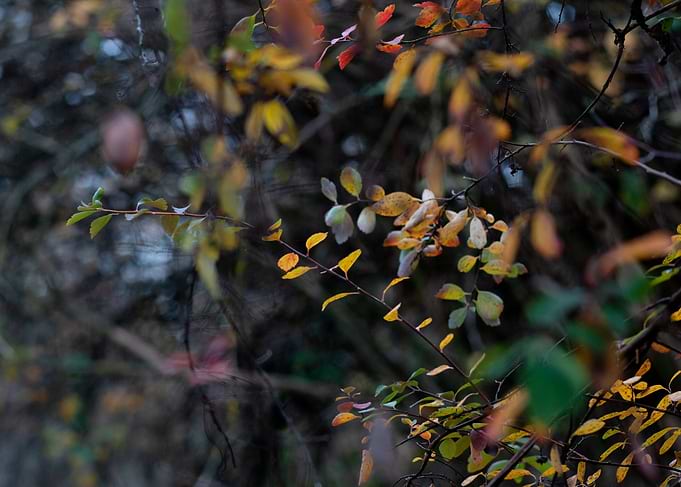 Symphony of the forest