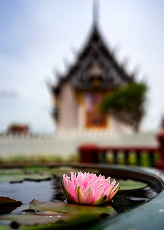 Pink Lotus Flower in Water