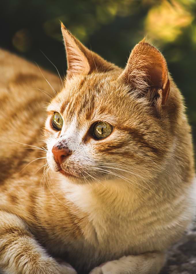 Orange Tabby Cat Portrait
