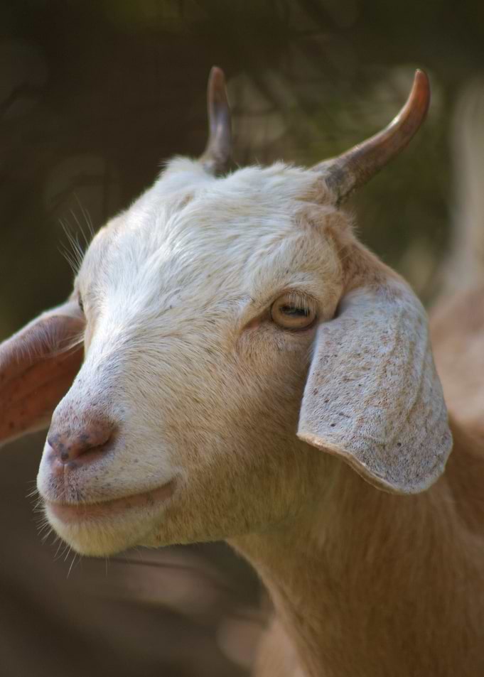 Close-up of a Goat's Head