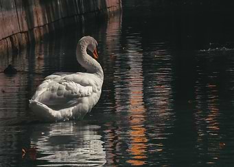 Elegant Swan in Dark Water