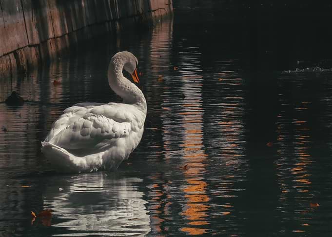 Elegant Swan in Dark Water