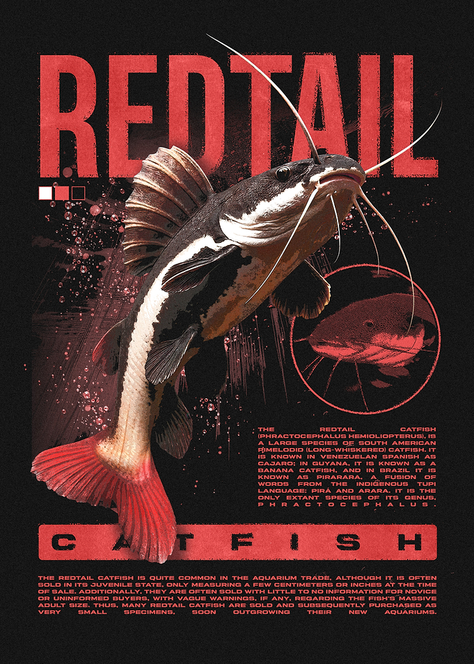 Redtail Catfish Tropical Fish Owner