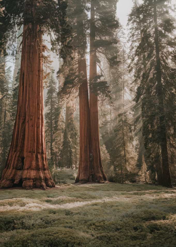 Sequoia Trees in Forest