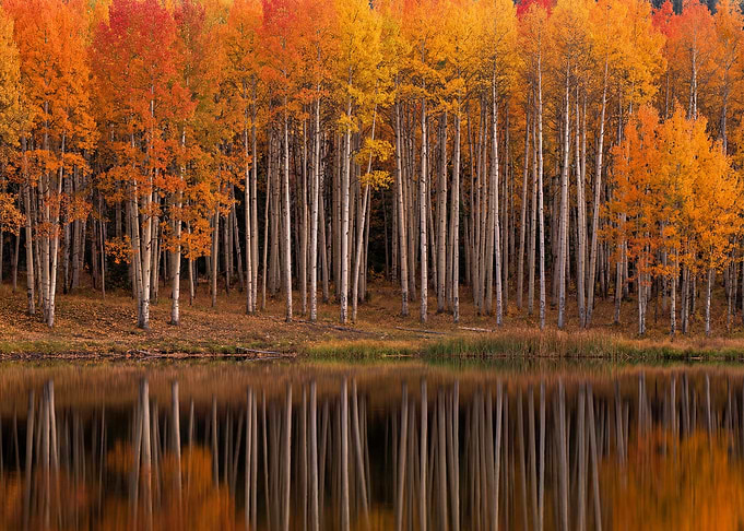 Autumn Aspen Trees Reflected in Lake