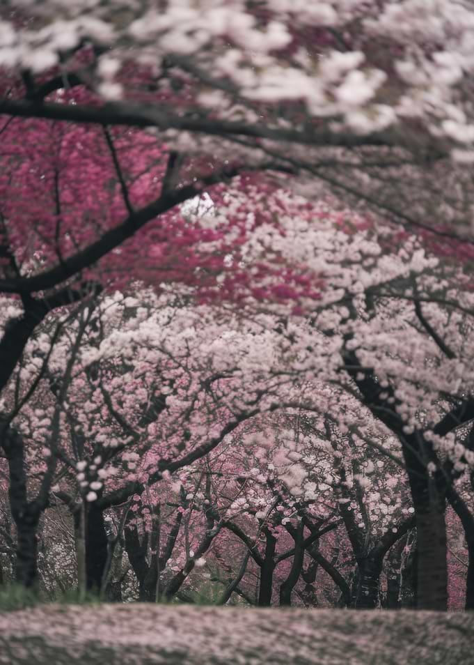 Cherry Blossom Trees in Full Bloom