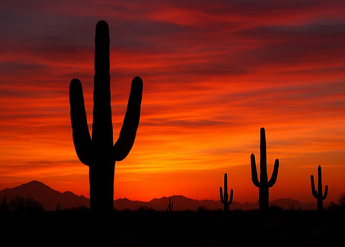 Desert Sunset with Cactus Silhouettes