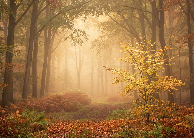 Misty Autumn Forest Path