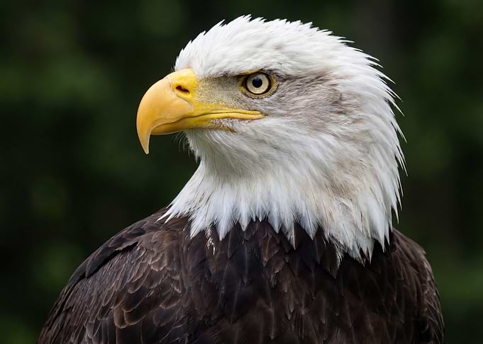Bald Eagle Portrait