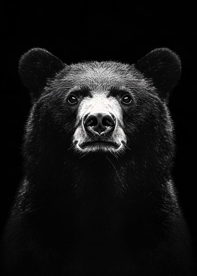 Black Bear Portrait on Black Background