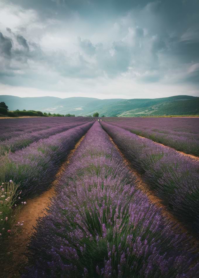 Lavender Field Under Cloudy Sky