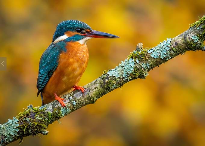 Kingfisher perched on mossy branch