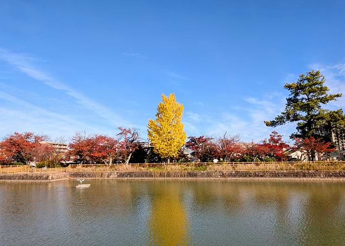 Autumn trees reflecting in a pond