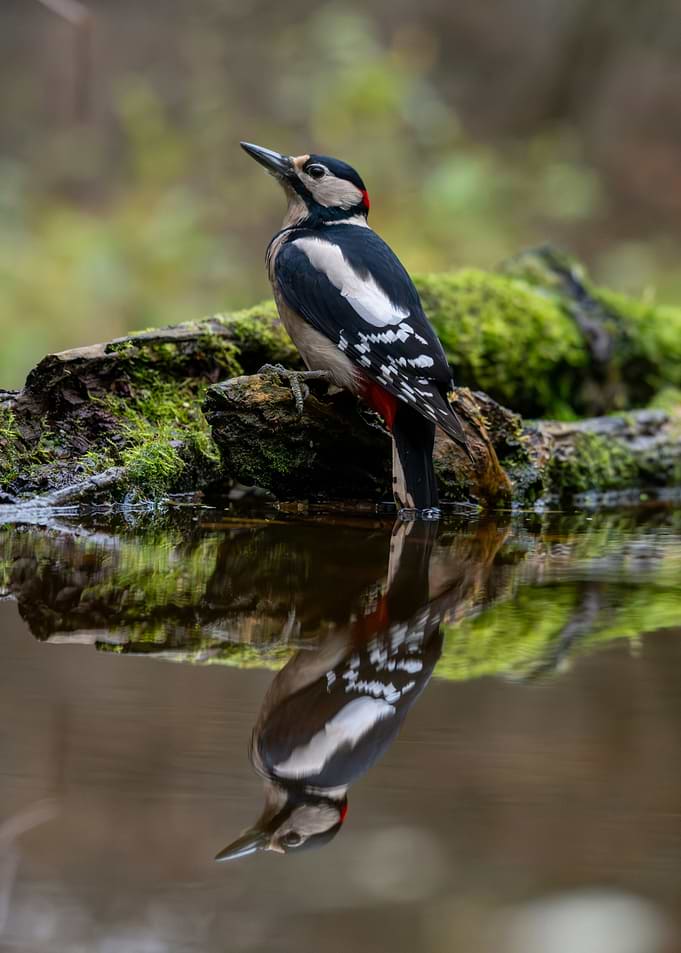 Woodpecker Reflection in Water