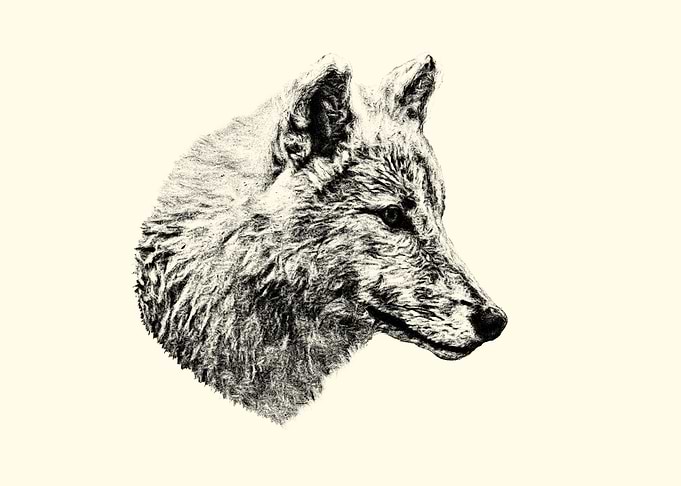 Wolf Head Sketch