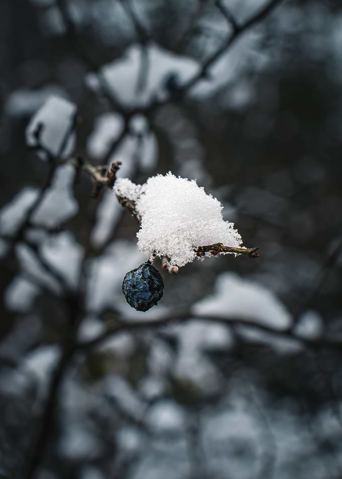 Winter Berry with Snow