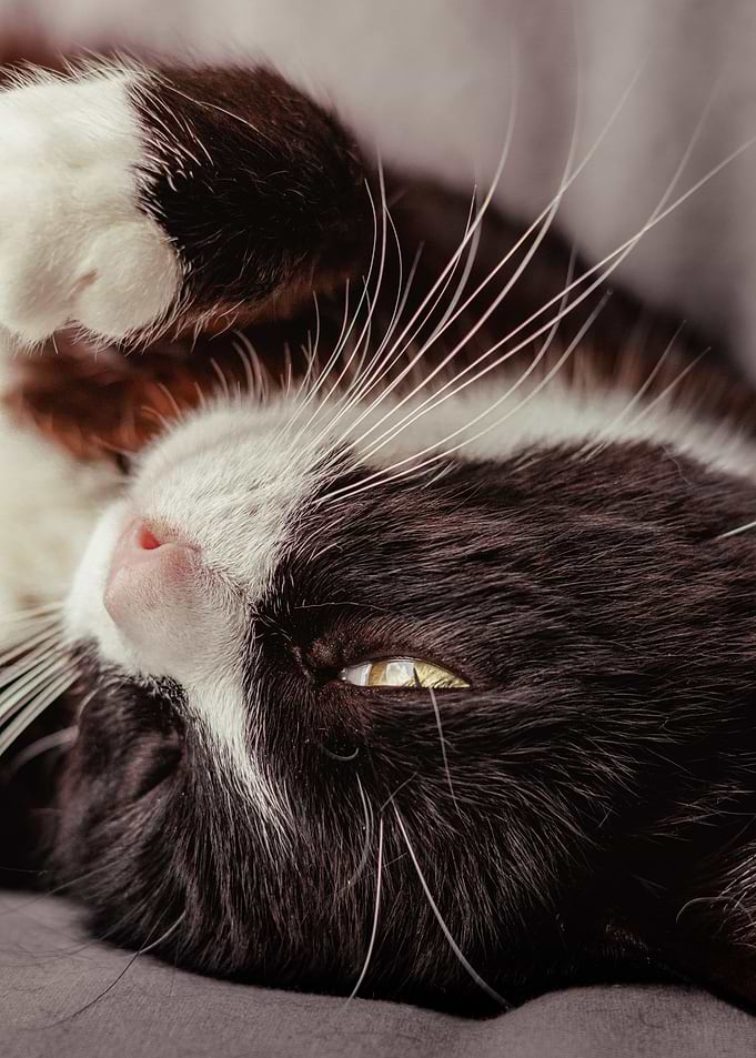Sleeping Cat Close-Up