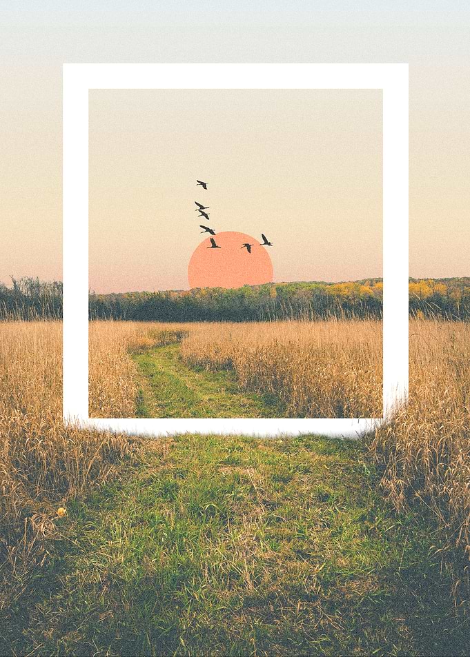 Birds Flying Over Field at Sunset