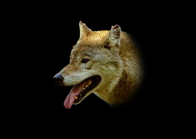 Wolf Portrait on Black Background