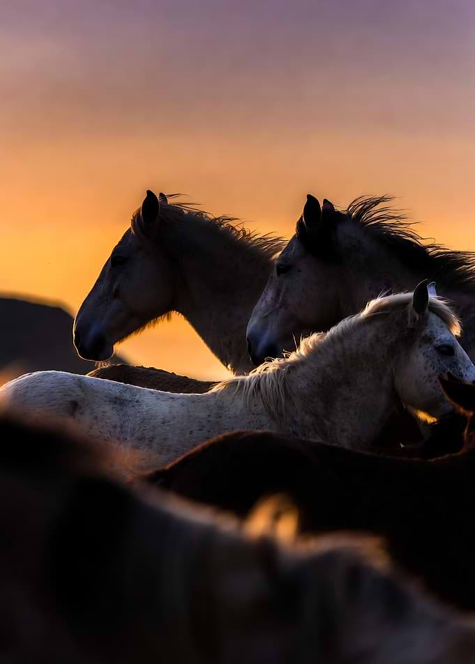 Horses at Sunset