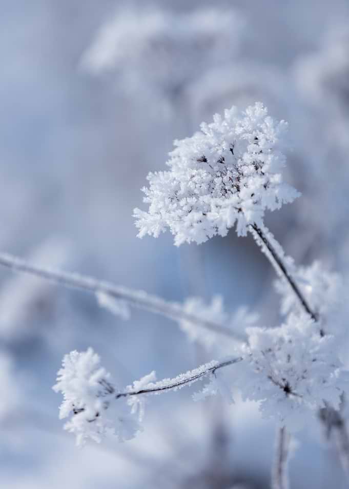Frosty Winter Plant, Art Photography