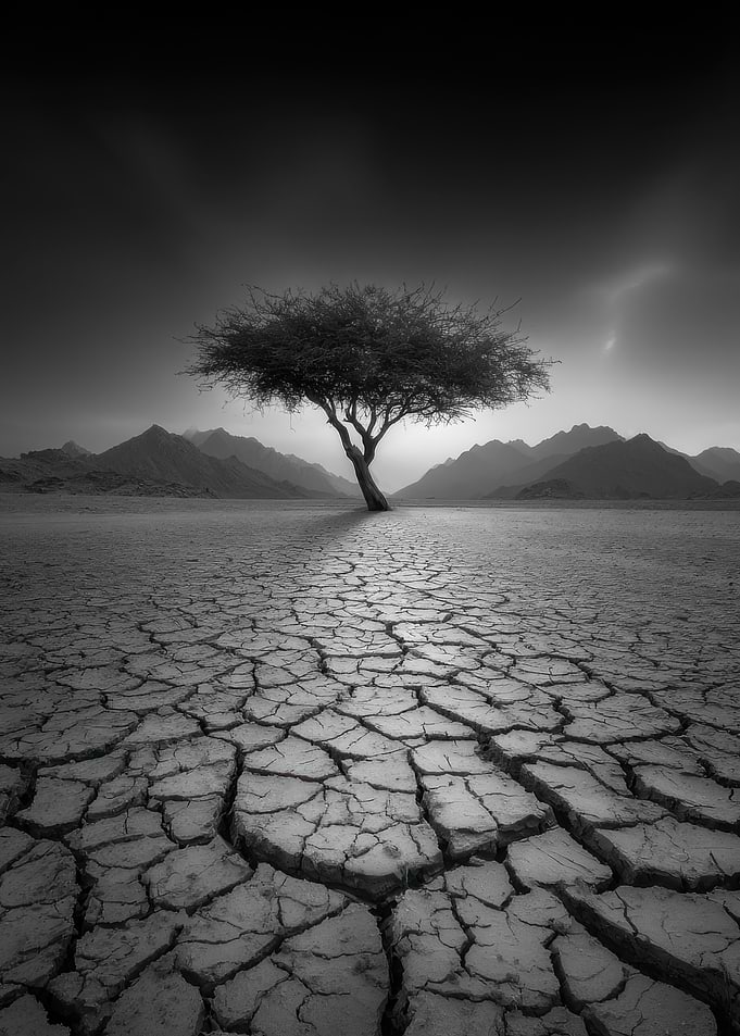 Monochrome Tree in Cracked Earth Landscape