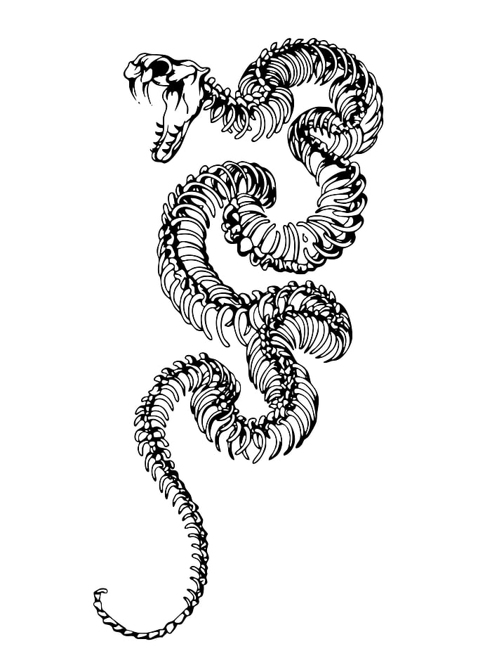 Snake Skeleton Illustration