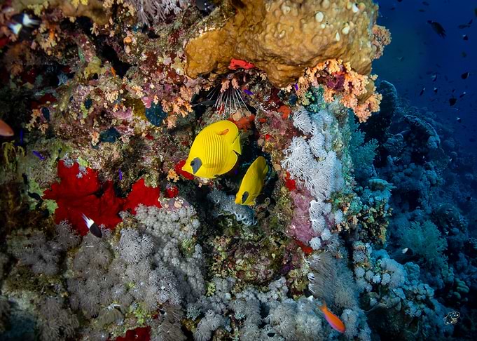 Yellow Fish on Coral Reef