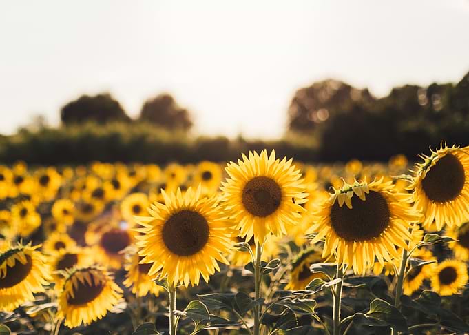 Sunflower Field at Sunset