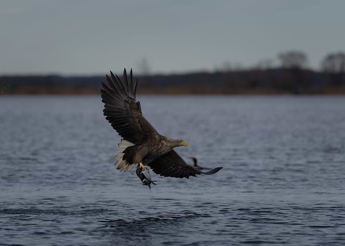 White-tailed Eagle with captured duck over the lake