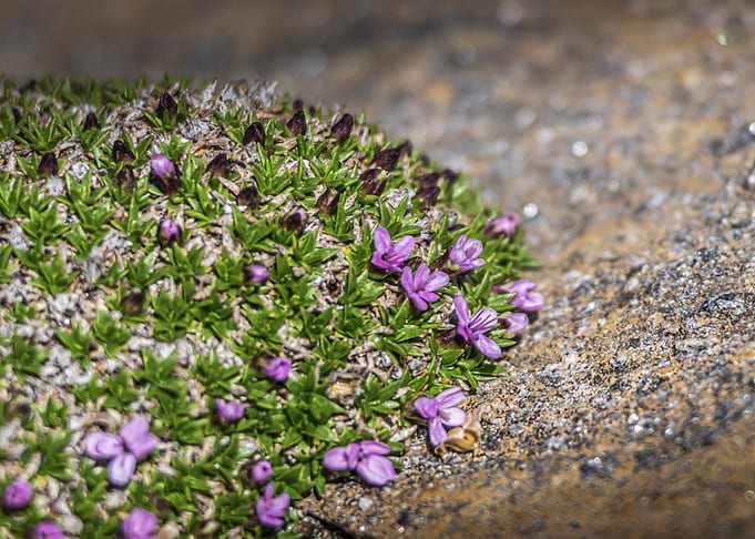 Cushion Pink Plant (Silene acaulis)