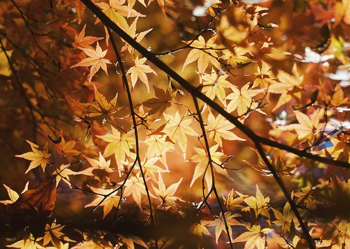 Autumn Maple Leaves in Sunlight