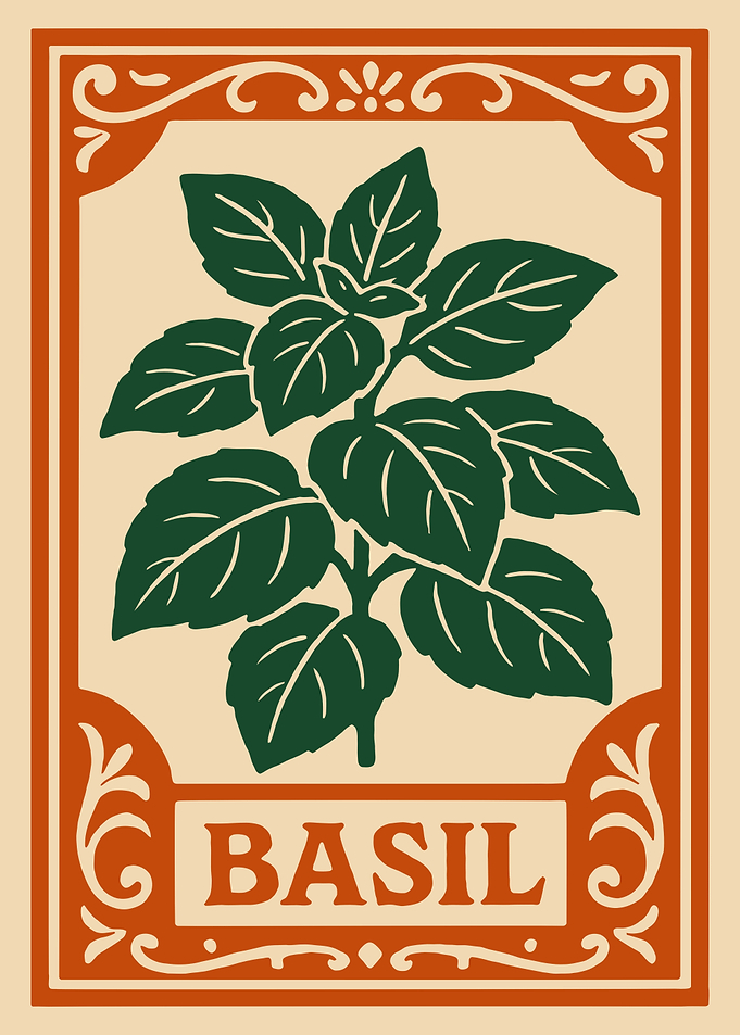 Basil Herb Illustration