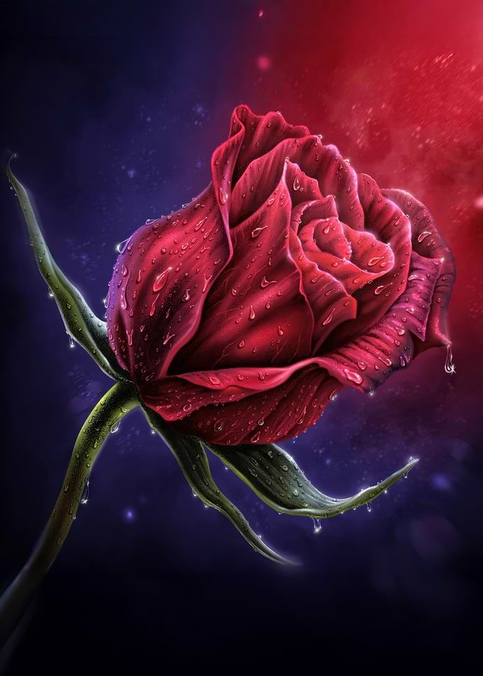 Red Rose with Water Droplets