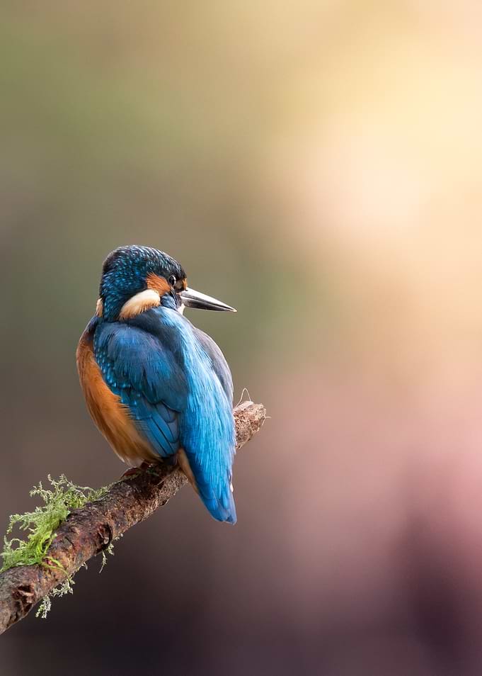 The Thinking Kingfisher