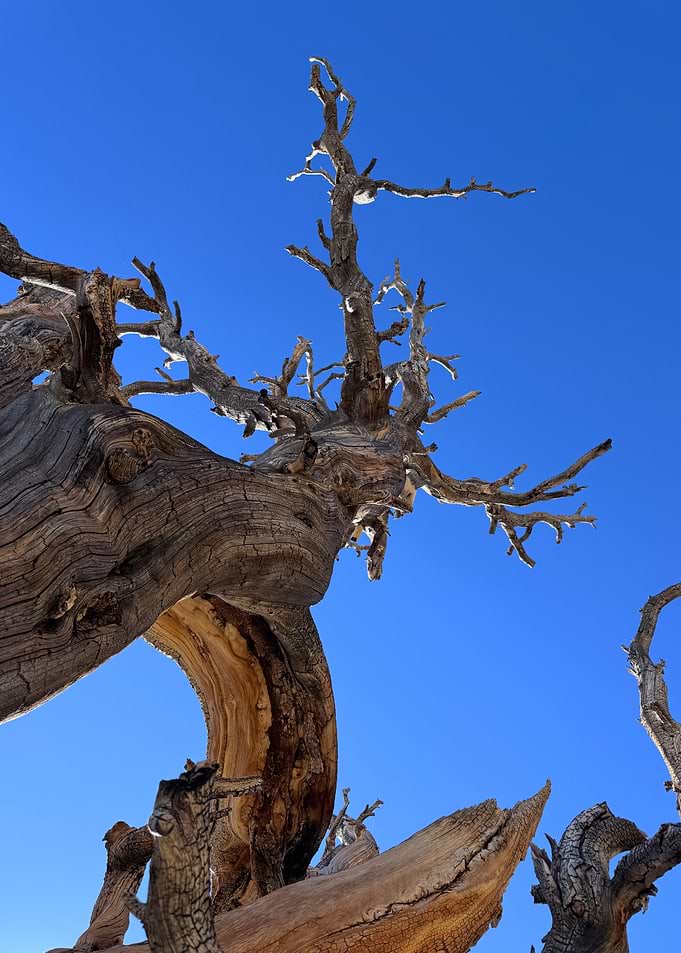 Ancient Bristlecone Pine Against Blue Sky