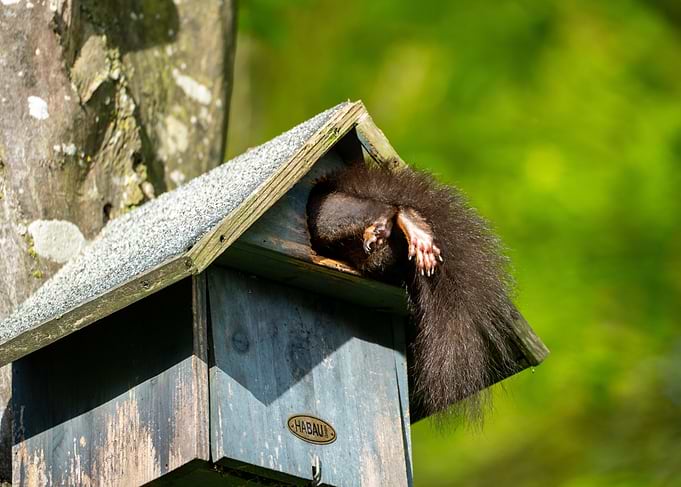 Squirrel in Birdhouse