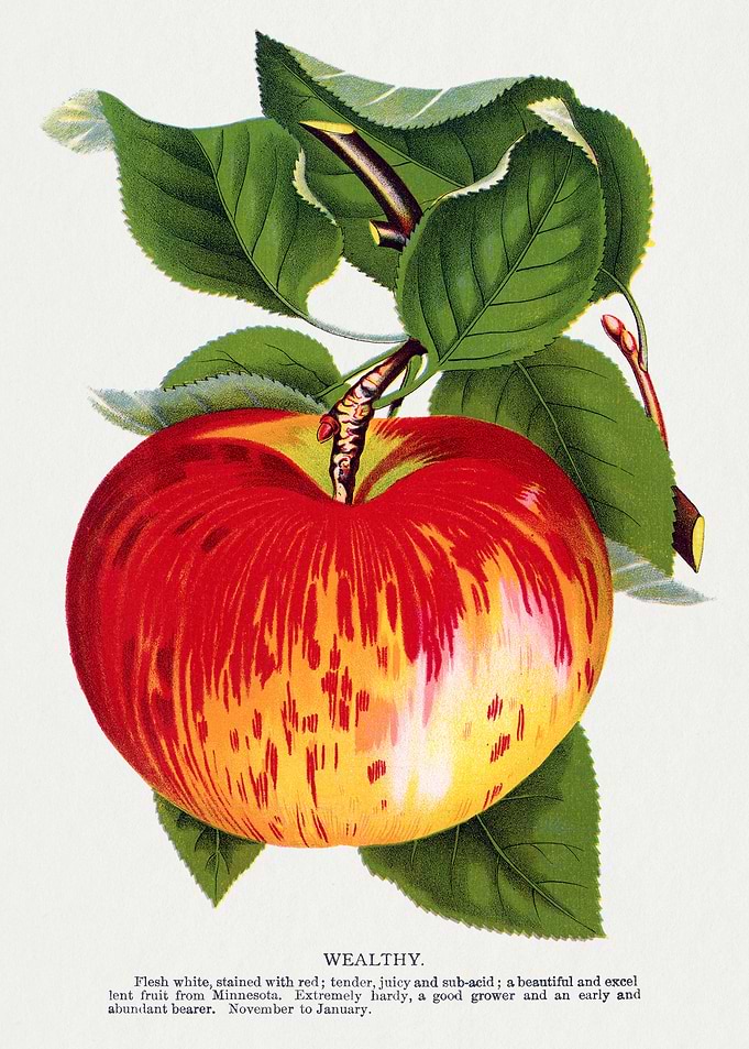 Wealthy Apple Vintage Illustration