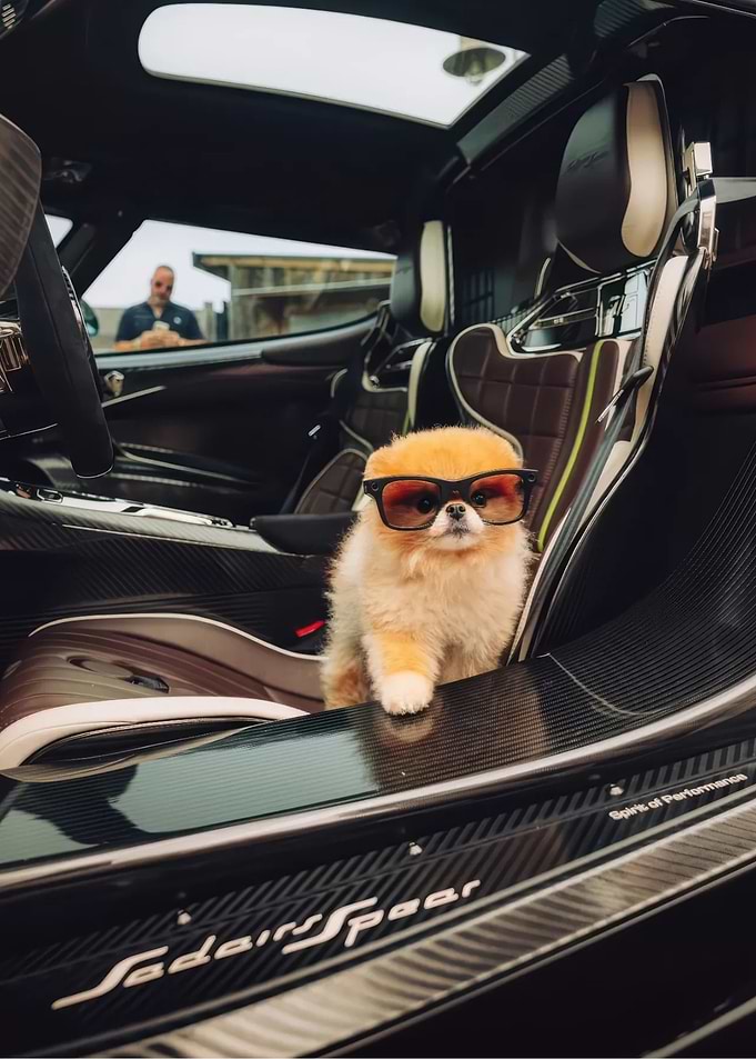 Pomeranian puppy with sunglasses in Koenigsegg Sadair Spear