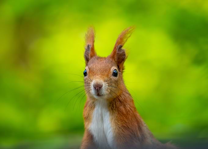 Squirrel Portrait with Green Background