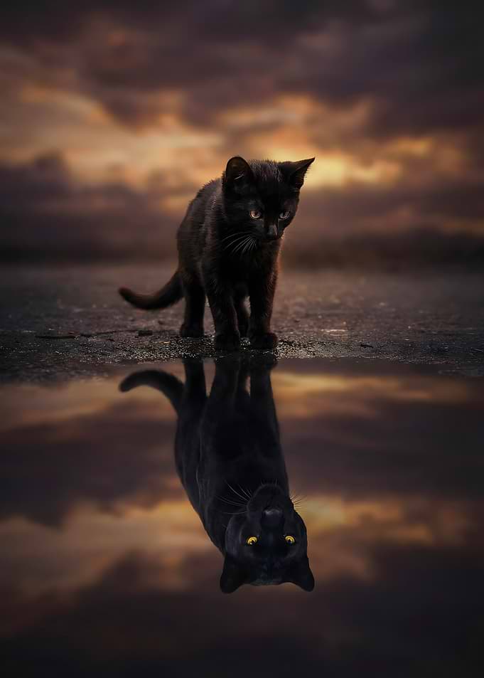 Black Cat Phanter Reflection