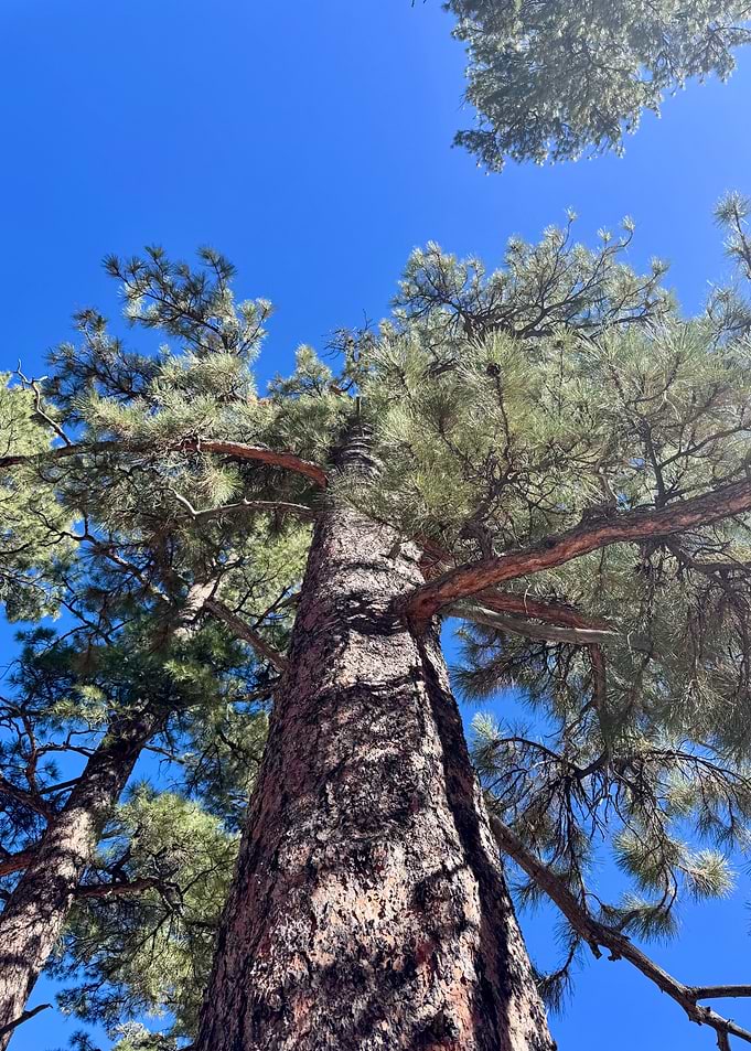Looking Up at Tall Pine Trees