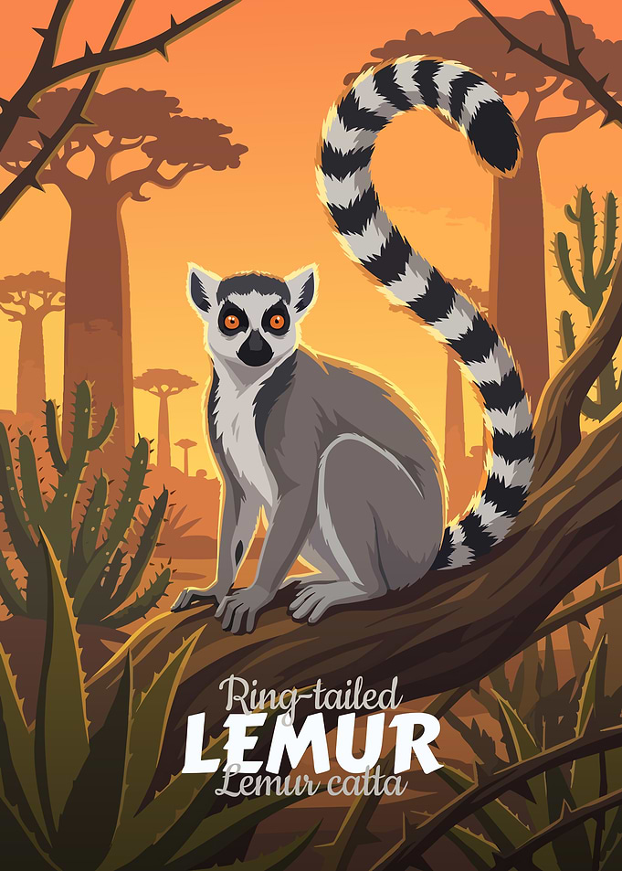 Ring-tailed Lemur Illustration