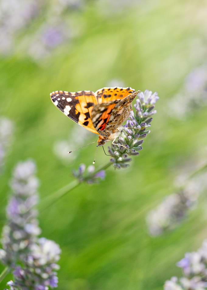 Butterfly on Lavender Flower