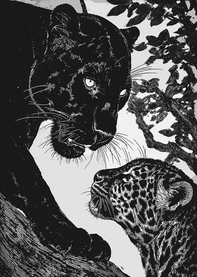 Black Panther and Jaguar Illustration