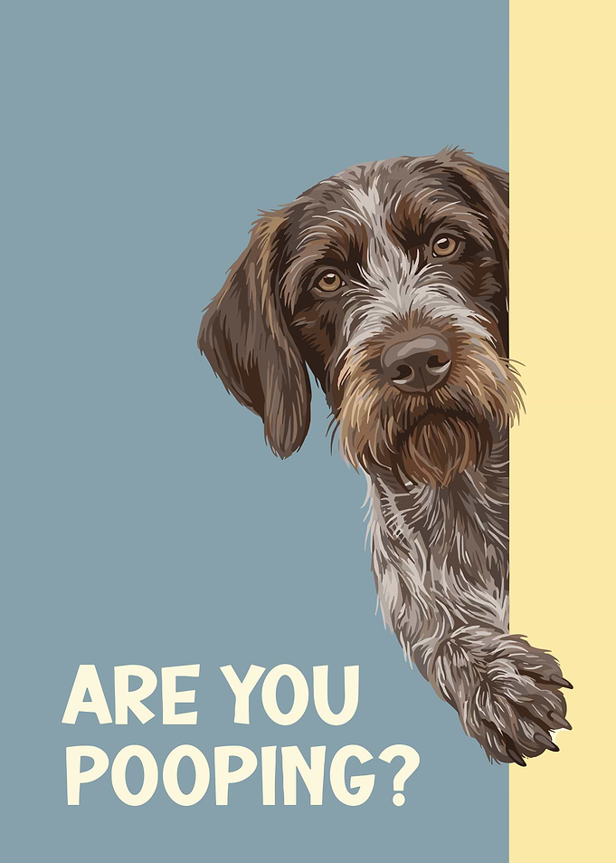 Are You Pooping? German Wirehaired Pointer