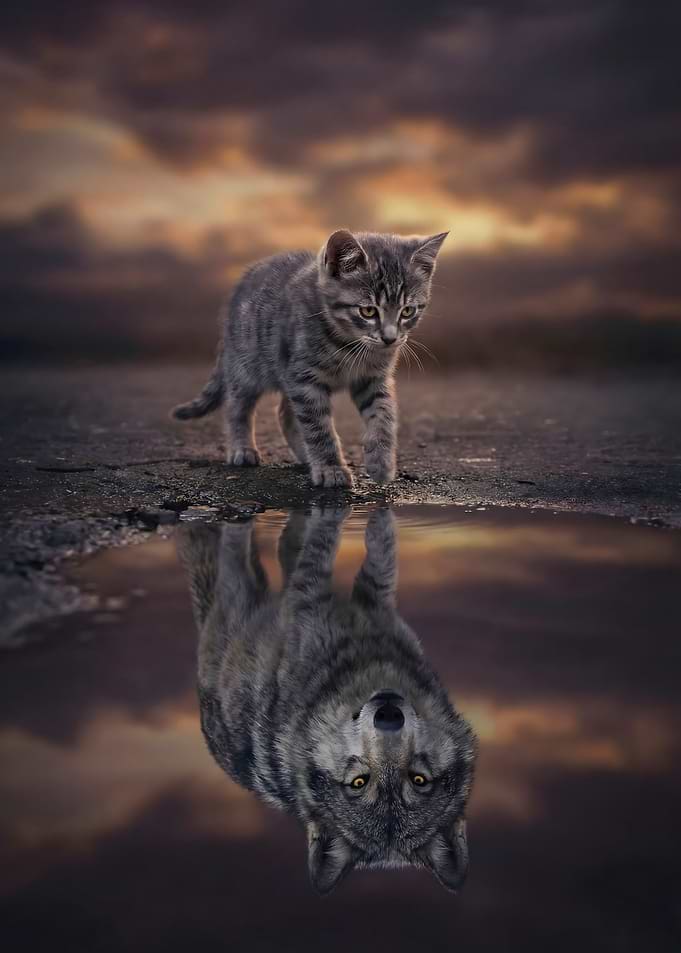 Kitten and Wolf Reflection